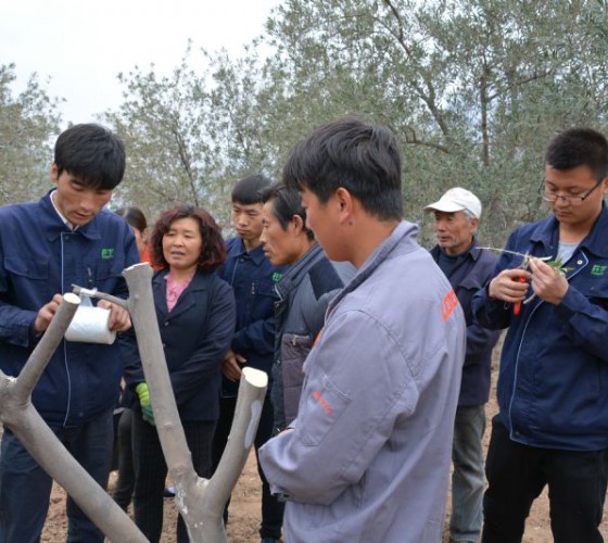 公司從產(chǎn)業(yè)鏈起始端著手，引進(jìn)良種優(yōu)苗，繁育基地苗圃，優(yōu)化樹(shù)種，以?xún)?yōu)質(zhì)的橄欖樹(shù)苗為生產(chǎn)特級(jí)初榨橄欖油提供基礎(chǔ)保障。在以自建萬(wàn)畝國(guó)家標(biāo)準(zhǔn)化油橄欖..